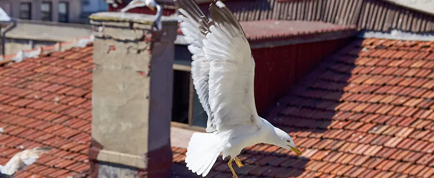 Residential Chimney Animal Removal Solution in Twinsburg, OH